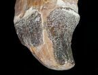 Archaeocete (Primitive Whale) Tooth - Basilosaur #11426-5